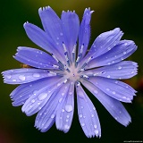 cykoria