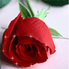 Amaryllis